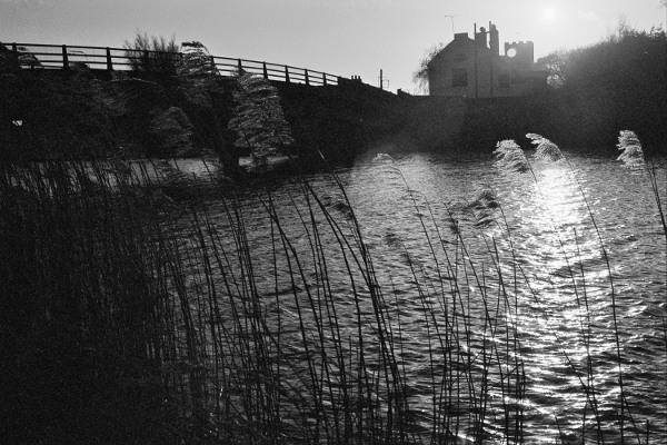 Reeds
