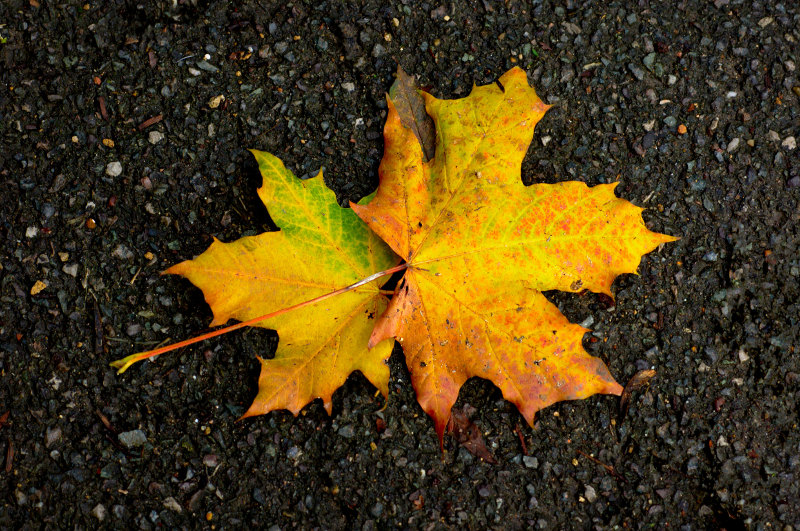Two leaves