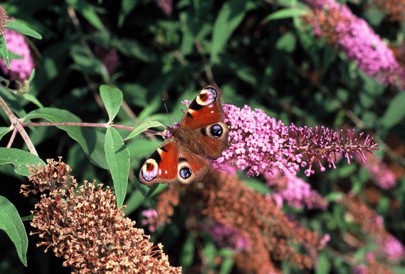 Peacock butterfly