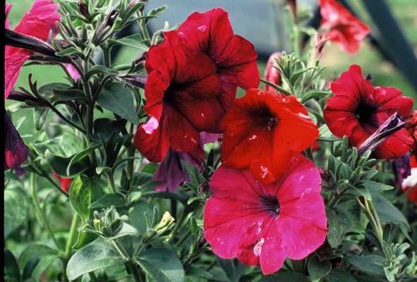 Flowers!
