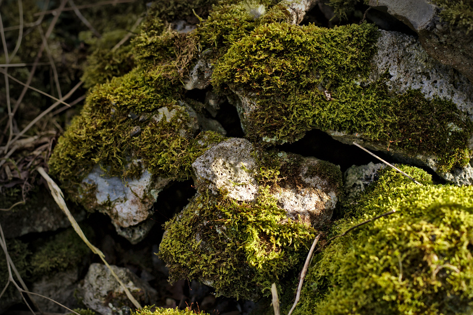Mossy rocks in Little Bytham