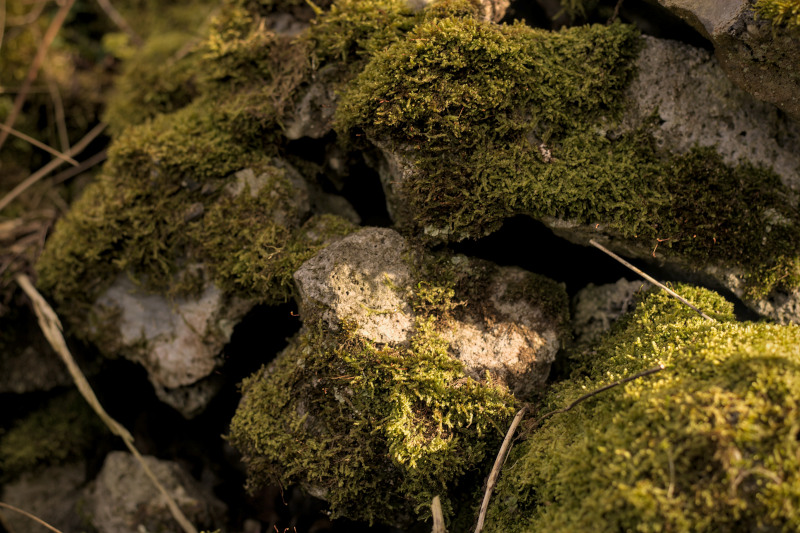 Rocks with moss in warm lighting