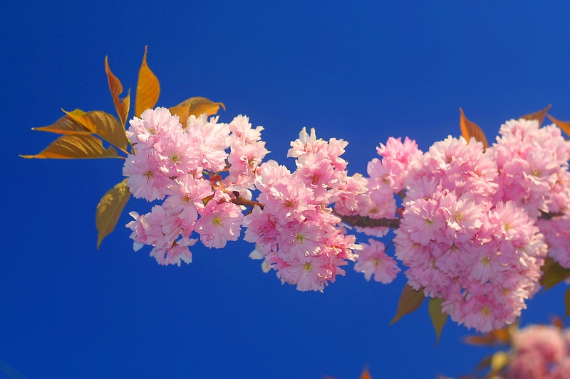 Pink blossom