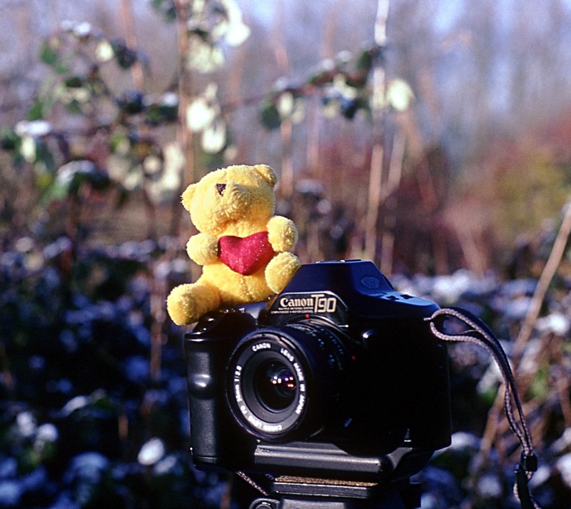 Tiny teddy takes photographs