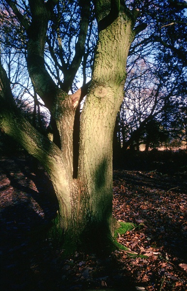 Tree trunk